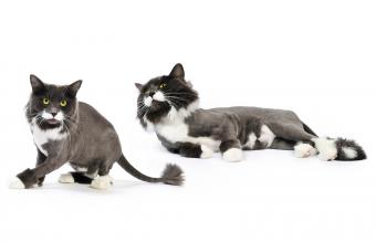 Gatos afeitados