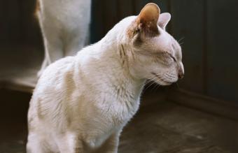 Gato anciano
