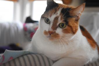 Gato Calico anciano