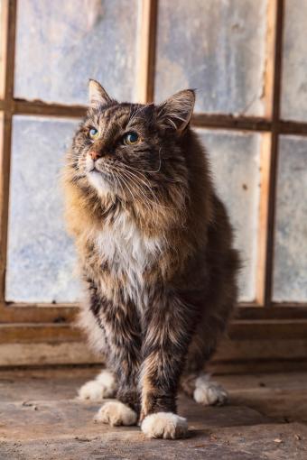 Gato tabby anciano