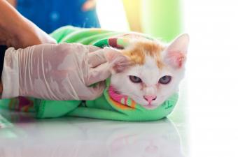 Gato moribundo