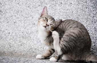 Gato con dermatitis