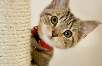 Lindo gatito
