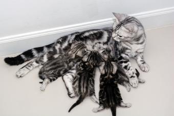 Gata amamantando a sus gatitos