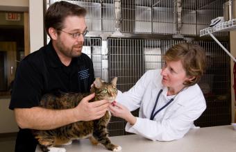 Veterinario examinando gato