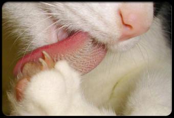 Gato con aseo compulsivo
