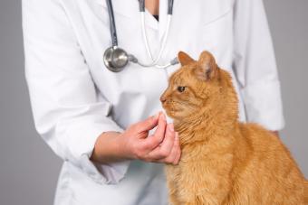 Veterinario dando tratamiento a un gato