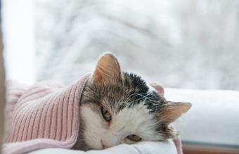 Gato con resfriado