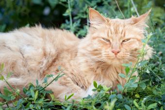 Viejo gato atigrado acostado en el jardín