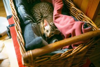 Gato en una caja con manta