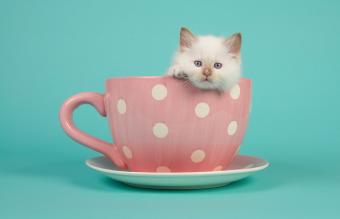Gatita hembra