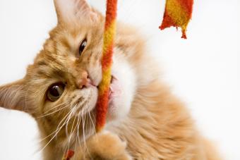 Gato con su juguete
