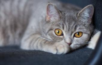 Gato enfermo