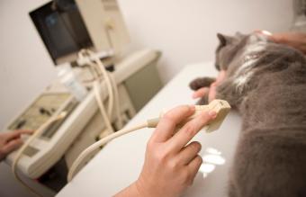 Veterinario realizando ultrasonido en un gato