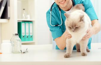 Veterinario examinando gato