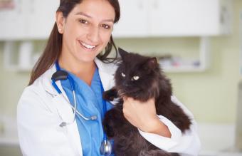 veterinario sosteniendo un gato
