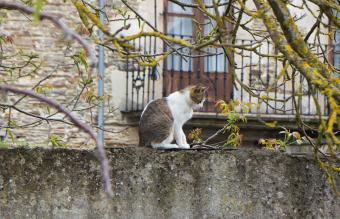 Gato confundido