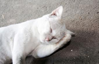 Gato desorientado