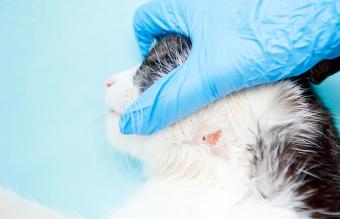 Gato con infección en la piel