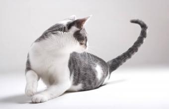 Gato con sindrome de hiperestesia felina