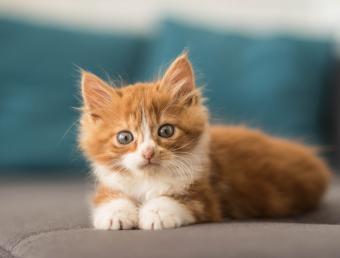 gatito naranja acostado