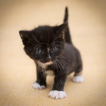 gatito negro con botas blancas
