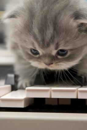 gatito haciendo musica en piano