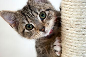 gatito astuto escalada polo