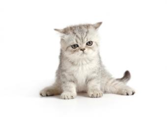 gatito blanco y gris esponjoso