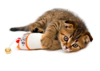 gatito juguetón