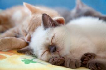 gatito siamés durmiendo
