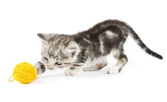 gatito con hilo