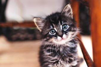 gatito rayado gris