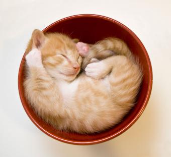 gatito en un tazón