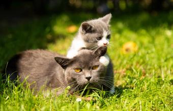 Gato con el gatito bebé sobre hierba