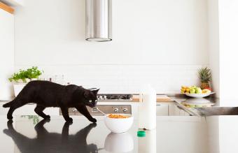 Gato negro sobre mostrador con leche y cereales