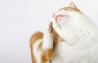 gato rojo y blanco con comezón