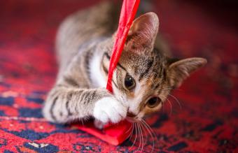 Gatito jugando con una cinta