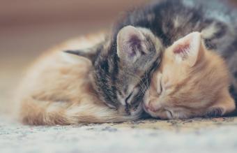 Dos gatitos durmiendo