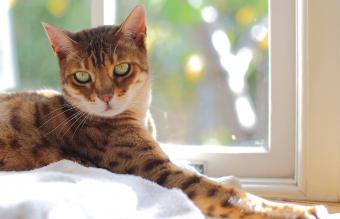 Gato Bengala a la luz del sol