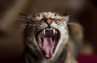 gato sibilante enfadado mostrando los dientes