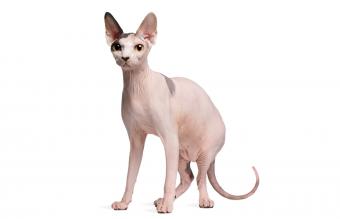 Gato sphynx