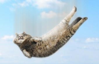 Gato en caída libre