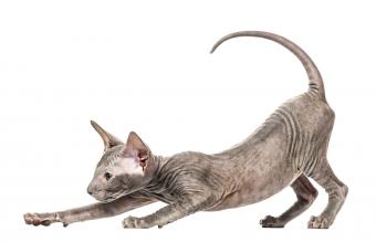gatito estirando en una posición divertida