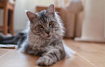 Gato de Maine Coon