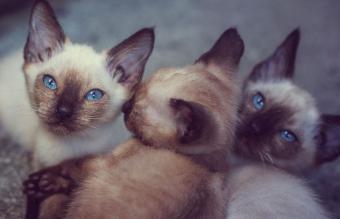 Tres gatitos siameses