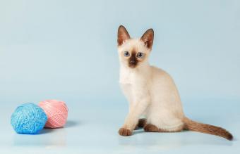 Gatito siamés con bolas de hilo