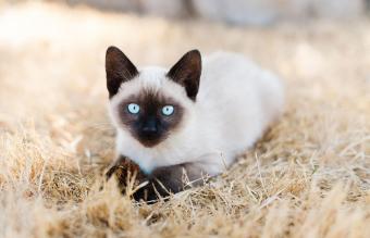 Gatito siamés acostado en la hierba