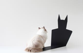 Gato mirando la sombra de Batman