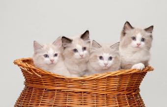 gato Ragdoll
